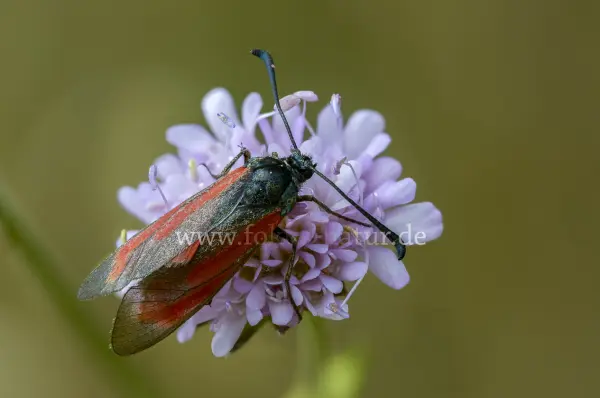 Fokus-Natur Bild