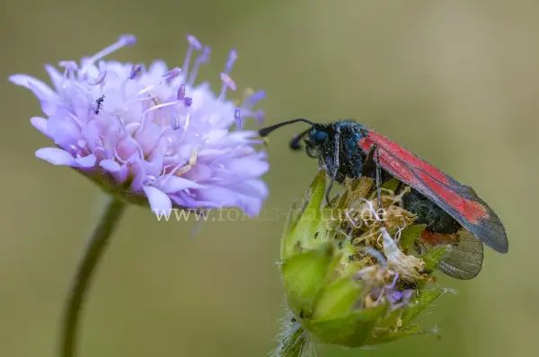 Fokus-Natur Bild