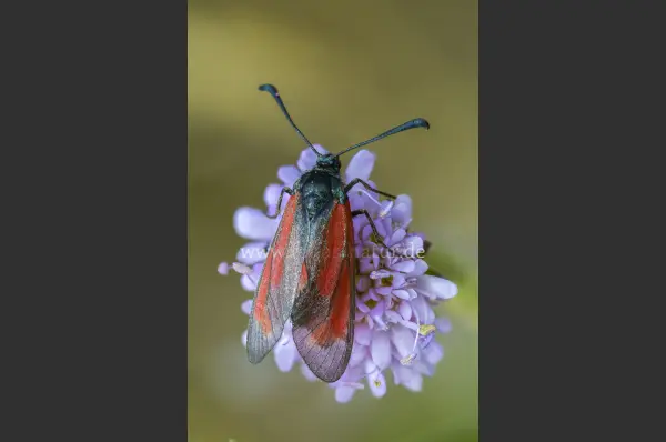 Fokus-Natur Bild