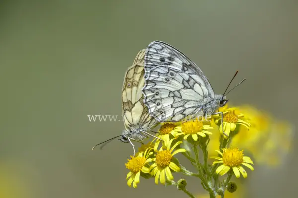 Fokus-Natur Bild