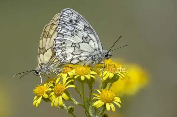Fokus-Natur Bild