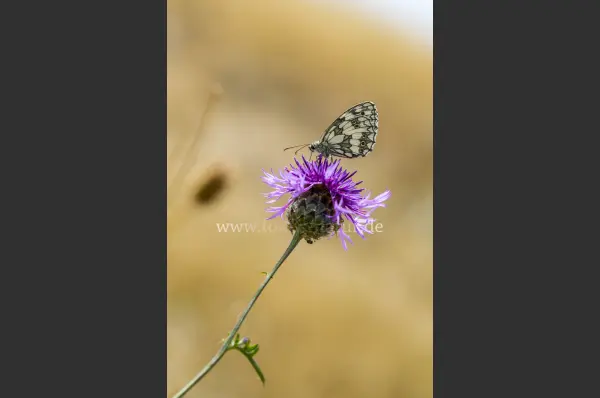 Fokus-Natur Bild