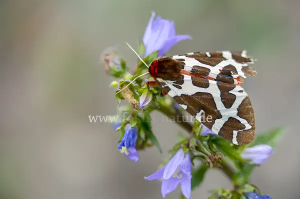 Fokus-Natur Bild
