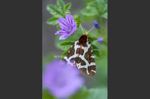 Fokus-Natur Bild