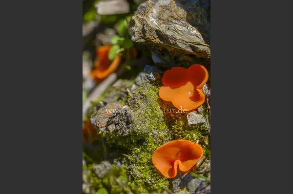Fokus-Natur Bild
