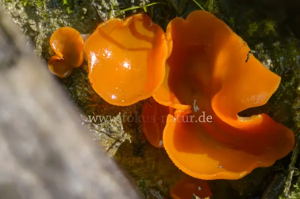 Fokus-Natur Bild