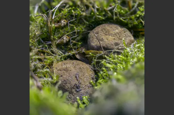 Fokus-Natur Bild