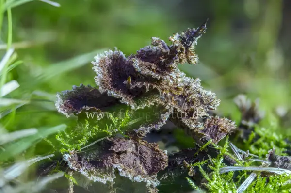 Fokus-Natur Bild