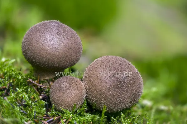 Fokus-Natur Bild