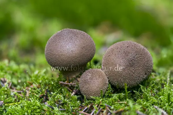 Fokus-Natur Bild