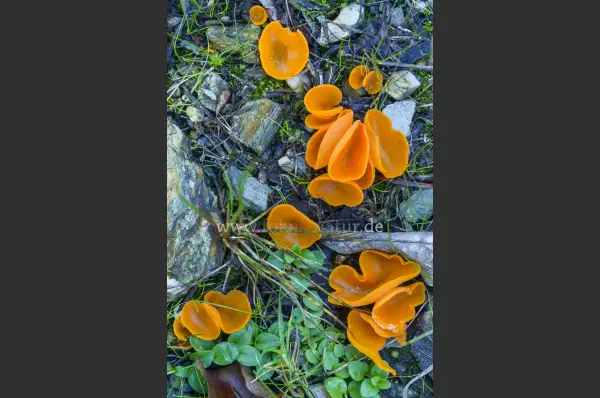 Fokus-Natur Bild