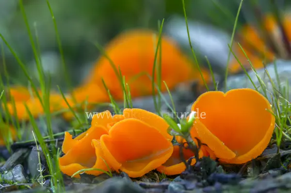 Fokus-Natur Bild
