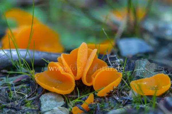 Fokus-Natur Bild