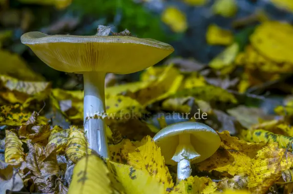 Fokus-Natur Bild