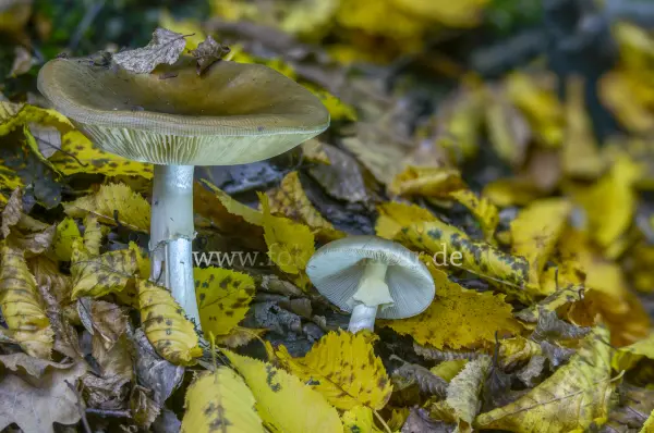 Fokus-Natur Bild
