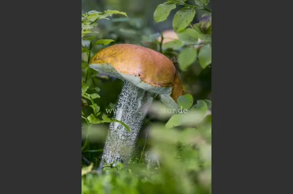 Fokus-Natur Bild