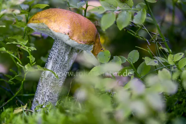 Fokus-Natur Bild