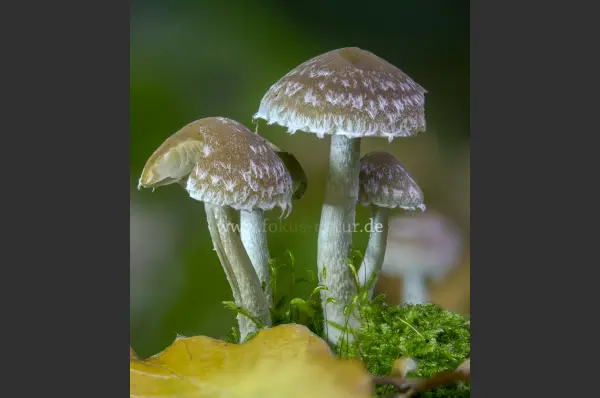 Fokus-Natur Bild
