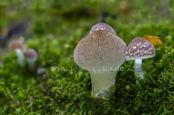 Fokus-Natur Bild