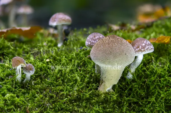 Fokus-Natur Bild