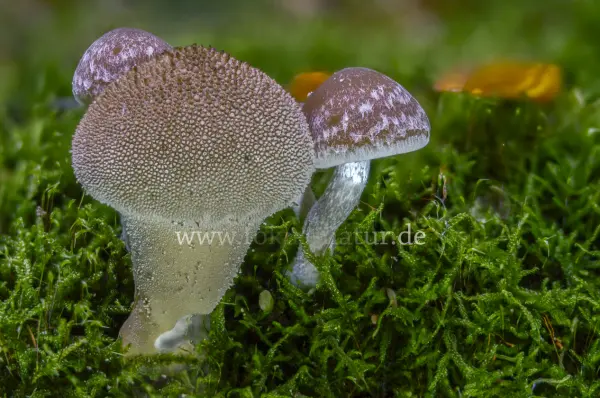 Fokus-Natur Bild