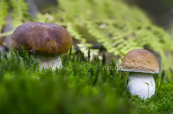 Fokus-Natur Bild