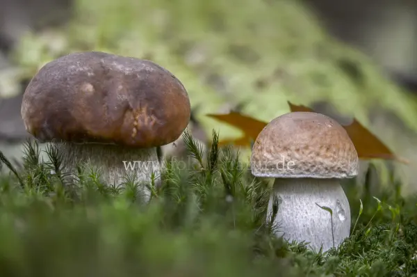 Fokus-Natur Bild