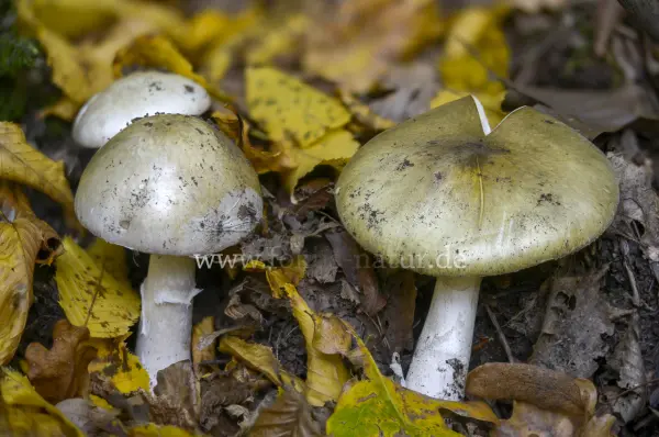 Fokus-Natur Bild