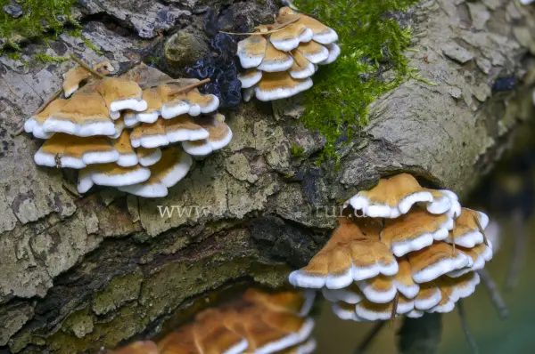 Fokus-Natur Bild