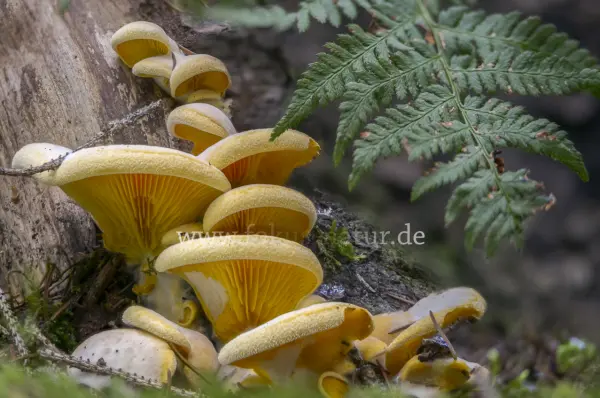 Fokus-Natur Bild