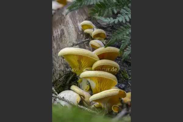 Fokus-Natur Bild