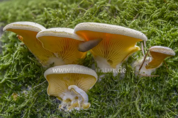 Fokus-Natur Bild