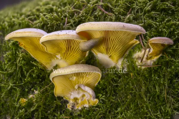 Fokus-Natur Bild