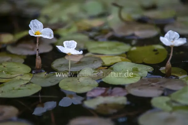 Fokus-Natur Bild