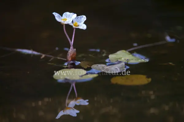 Fokus-Natur Bild