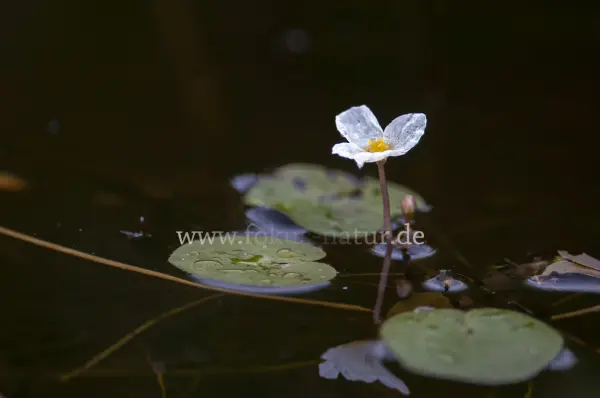 Fokus-Natur Bild