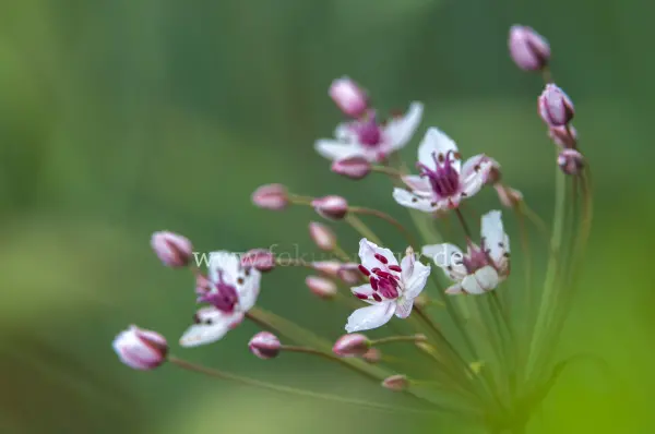 Fokus-Natur Bild