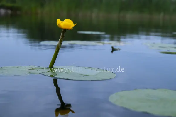 Fokus-Natur Bild