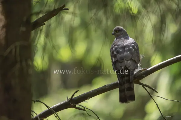 Fokus-Natur Bild