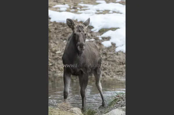 Fokus-Natur Bild