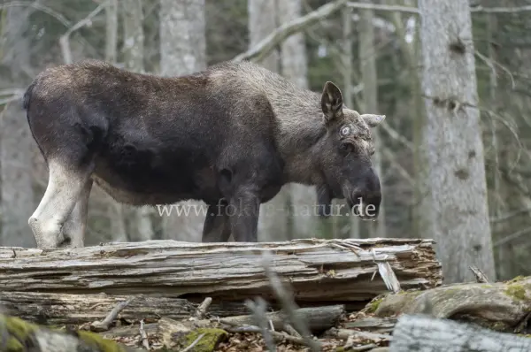 Fokus-Natur Bild