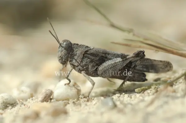 Fokus-Natur Bild