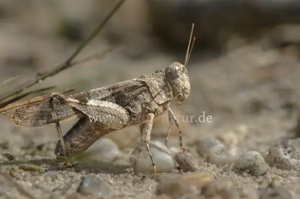 Fokus-Natur Bild