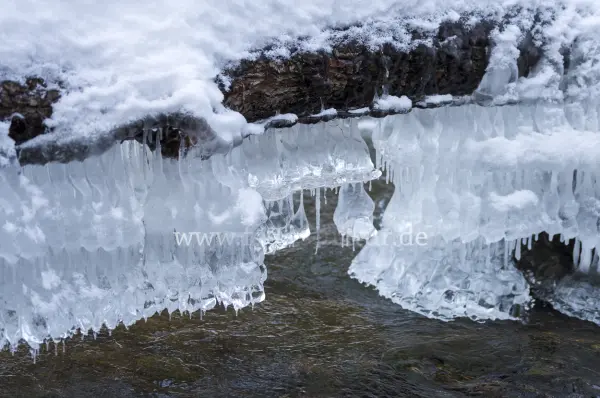 Fokus-Natur Bild