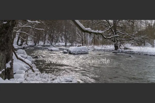 Fokus-Natur Bild
