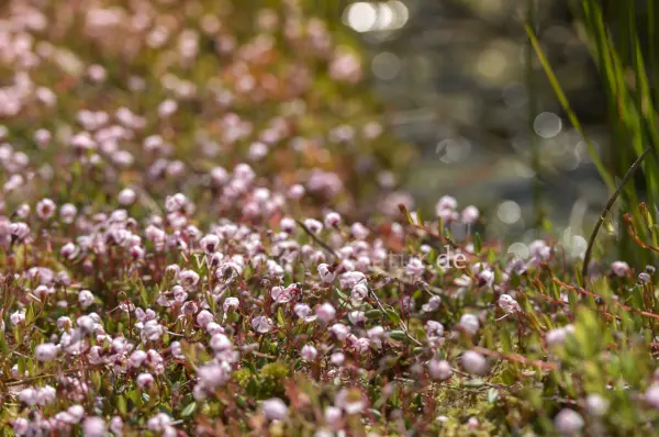 Fokus-Natur Bild