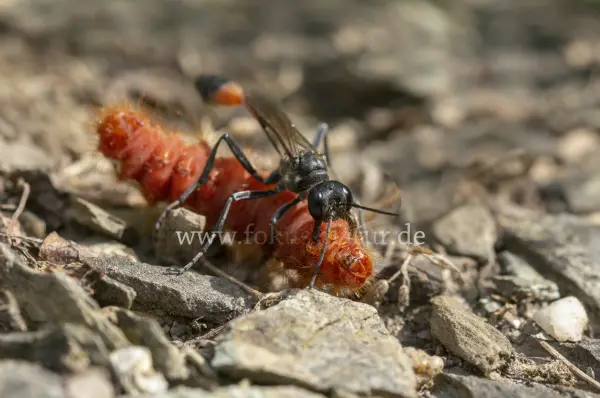 Fokus-Natur Bild