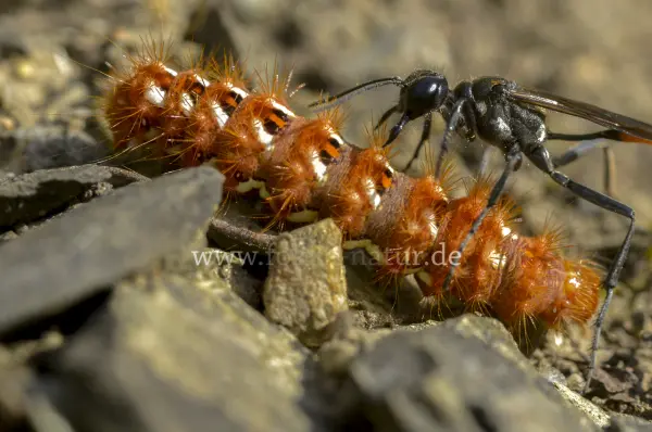 Fokus-Natur Bild