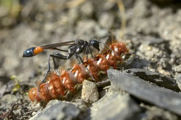 Fokus-Natur Bild