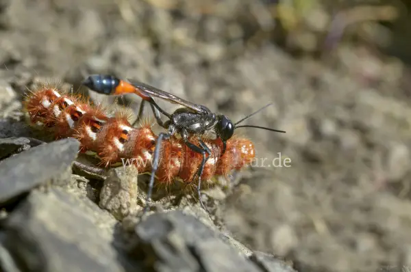 Fokus-Natur Bild